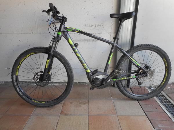 Atala - youth 27